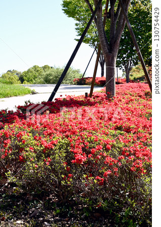 Aina no Sato Park in early summer 130754429