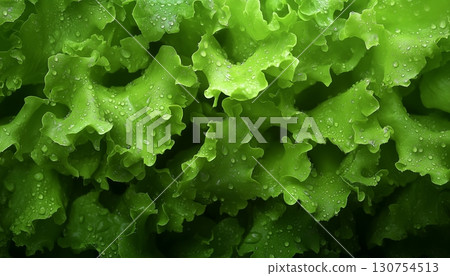Lettuce green closeup leaves and red tomato pattern vegetable agriculture background 130754513
