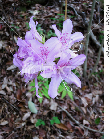 Azalea Azalea 130754812