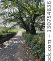 Lush summer walking path 130754836
