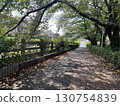 Lush summer walking path 130754839