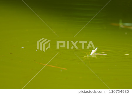 一隻螳螂跳入水中，一群鱂魚 130754980