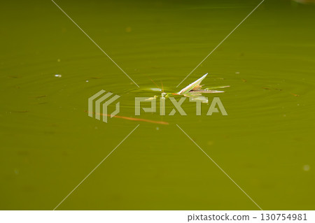 一隻螳螂跳入水中,一群鱂魚 一隻螳螂跳入水中,一群鱂魚 130754981