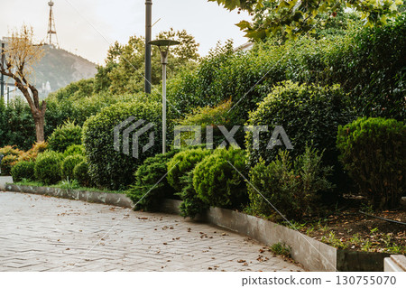 Lush green landscape with manicured bushes and trees in a serene urban park during late afternoon 130755070