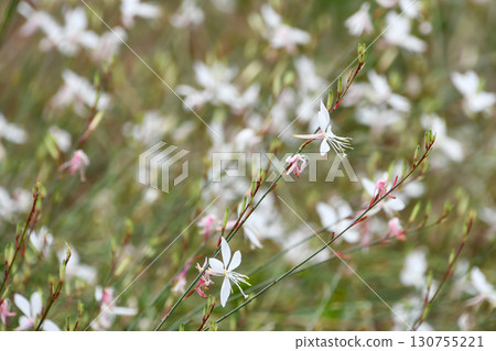White Gaura 130755221