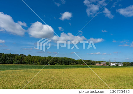 Late summer rice paddy field and blue sky copy space Late summer rice paddy field and blue sky copy space 130755485