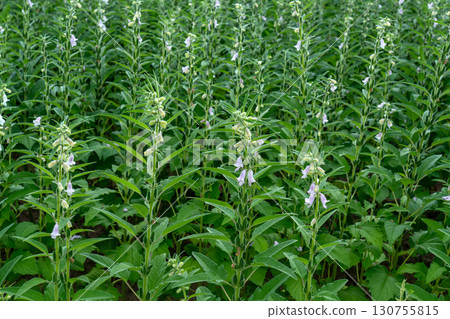 芝麻花和芝麻 130755815