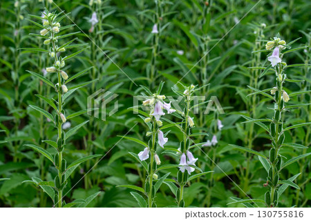 芝麻花和芝麻 130755816