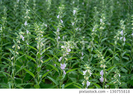 Sesame flowers and sesame seeds Sesame flowers and sesame seeds 130755818