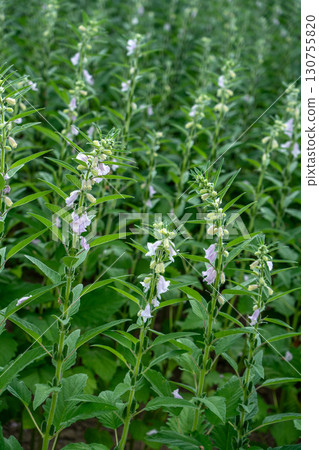 芝麻花和芝麻 130755820