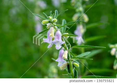芝麻花和芝麻 芝麻花和芝麻 130755821