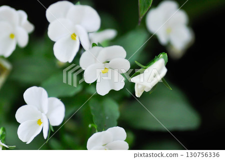 Pansies, Pansy or Viola or Viola cornuta or  Viola lutea or Viola x wittrockiana flower or white pansy flower Pansies, Pansy or Viola or Viola cornuta or  Viola lutea or Viola x wittrockiana flower or white pansy flower 130756336