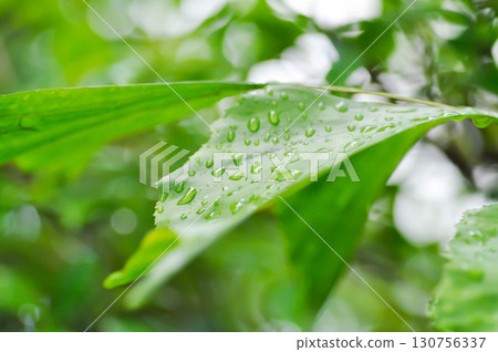 Caryota urens, Palmae or ARECACEAE or Caryota mitis Lour or Fishtail Palm or Wart Fishtail Palm and rain droplet 130756337