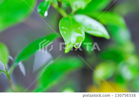 banyan tree or Ficus annulata or ficus bengalensis and rain droplet 130756338