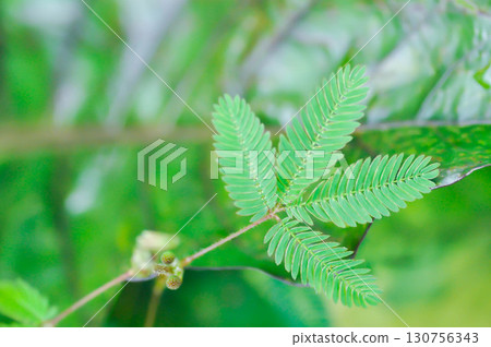 Sensitive plant , Shameplant or Sleeping grass or Mimosa hispidula Kunth or Mimosa pudica L or weed Sensitive plant , Shameplant or Sleeping grass or Mimosa hispidula Kunth or Mimosa pudica L or weed 130756343