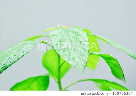 Persea americana Mill or Avocado, Lauraceae or Persea gratissima or avocado plant and rain droplet Persea americana Mill or Avocado, Lauraceae or Persea gratissima or avocado plant and rain droplet 130756394