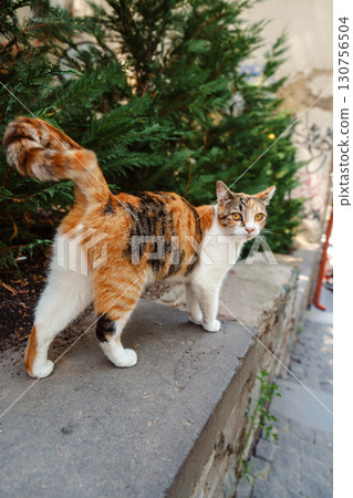 Calico cat strolling on a stone path in a lush garden setting during a sunny day Calico cat strolling on a stone path in a lush garden setting during a sunny day 130756504
