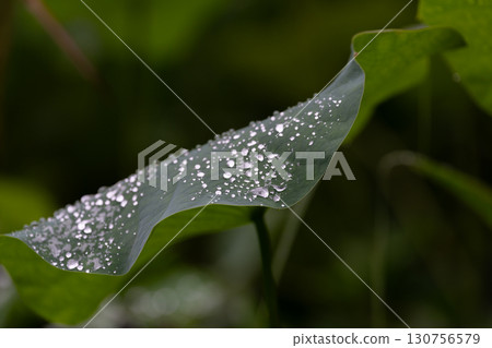 Lotus leaf with drops Lotus leaf with drops 130756579