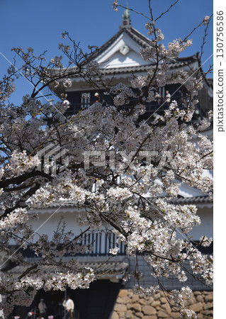 Cherry and castle / Somei-Yoshino cherry blossoms in full bloom in front of an old Japanese castle (standard angle shot) 130756586