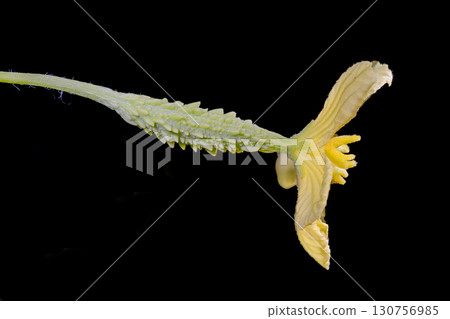 Young bitter melon fruits that have been pollinated and are beginning to grow Young bitter melon fruits that have been pollinated and are beginning to grow 130756985