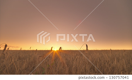 A Serene Sunset Over a Wide Field Featuring Silhouetted Figures Against the Horizon A Serene Sunset Over a Wide Field Featuring Silhouetted Figures Against the Horizon 130757041