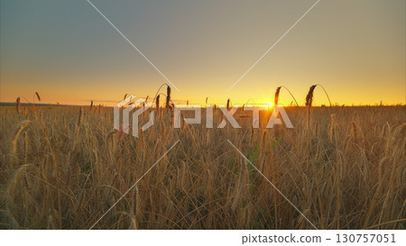 A Serene Sunset Depicting the Beauty Over a Vast Golden Field of Grass and Flora A Serene Sunset Depicting the Beauty Over a Vast Golden Field of Grass and Flora 130757051