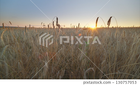 A Serene Sunrise Over Vast Golden Fields of Grass, a sight truly inspiring and beautiful A Serene Sunrise Over Vast Golden Fields of Grass, a sight truly inspiring and beautiful 130757053