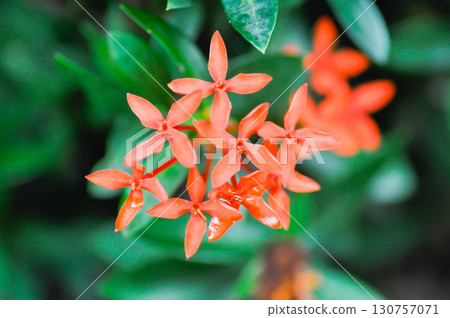 Ixora chinensis Lamk, Ixora spp or Zephyranthes or West Indian Jasmine 130757071