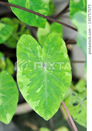 Colocasia esculenta, Lemon Lime Gecko or Colocasia Colocasia esculenta, Lemon Lime Gecko or Colocasia 130757075