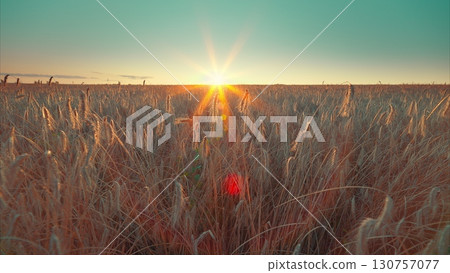 Experience a spectacular sunrise as it lights up the golden grass fields stretching endlessly Experience a spectacular sunrise as it lights up the golden grass fields stretching endlessly 130757077