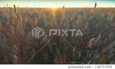 A Stunning Golden Sunrise Over a Serene and Tranquil Grass Field Surrounded by Nature A Stunning Golden Sunrise Over a Serene and Tranquil Grass Field Surrounded by Nature 130757085