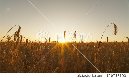 Golden Sunrise Over a Beautiful Wheat Field in the Countryside and its Vibrant Landscape Golden Sunrise Over a Beautiful Wheat Field in the Countryside and its Vibrant Landscape 130757100