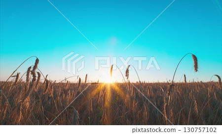 A Beautiful Golden Sunrise Shining Over a Serene and Peaceful Wheat Field Landscape A Beautiful Golden Sunrise Shining Over a Serene and Peaceful Wheat Field Landscape 130757102
