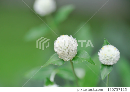 Amaranthaceae, Bachelors button or Globe Amaranthus or  Gomphrena globosa L or white flower Amaranthaceae, Bachelors button or Globe Amaranthus or  Gomphrena globosa L or white flower 130757115