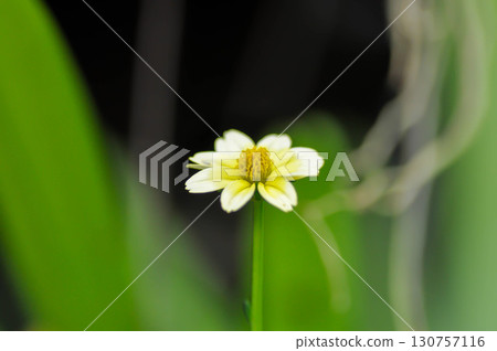 Bidens alba , Butterfly needles or Common beggarticks or Hairy beggarticks or Romerillo or Shepherds needles or Spanish needles Bidens alba , Butterfly needles or Common beggarticks or Hairy beggarticks or Romerillo or Shepherds needles or Spanish needles 130757116