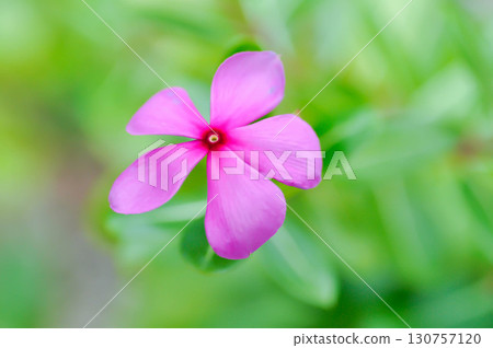 Catharanthus roseus G Don ,APOCYNACEAE or Madagascar periwinkle or Vinca or Old maid Catharanthus roseus G Don ,APOCYNACEAE or Madagascar periwinkle or Vinca or Old maid 130757120