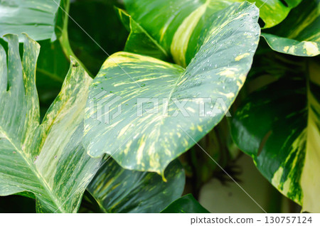 Epipremnum aureus Engl, ARACEAE or Devils Ivy or Golden Pothos or Hunters Robe or Epipremnum aureum or Araceae or bicolor leaf 130757124