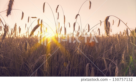 A Beautiful Golden Sunrise Shines Brightly Over Expansive Wheat Fields, Signifying Natures Growth A Beautiful Golden Sunrise Shines Brightly Over Expansive Wheat Fields, Signifying Natures Growth 130757132