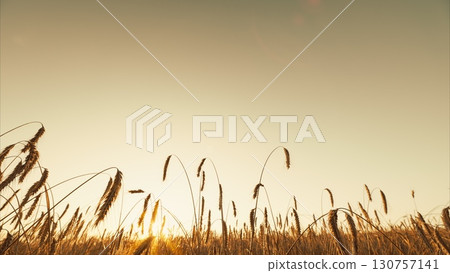 Golden Wheat Field at Sunset A beautiful display of Natures Serenity and charm Golden Wheat Field at Sunset A beautiful display of Natures Serenity and charm 130757141