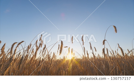 Golden fields stretch under blue skies as the sun rises, inspiring tranquility and wonder Golden fields stretch under blue skies as the sun rises, inspiring tranquility and wonder 130757157