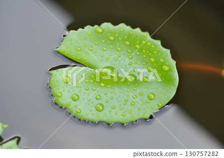 rain droplet on lotus leaf or rain drop or Nelumbo, Nelumbo nucifera Gaertn 130757282