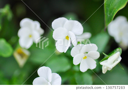 Pansies, Pansy or Viola or Viola cornuta or  Viola lutea or Viola x wittrockiana flower or white pansy flower 130757283