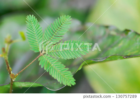 Sensitive plant , Shameplant or Sleeping grass or Mimosa hispidula Kunth or Mimosa pudica L or weed 130757289