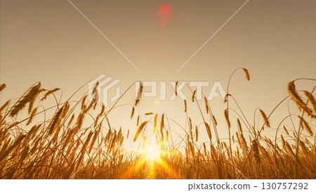 The Stunning Golden Sunset Over Expansive Wheat Fields in a Serene Natural Landscape 130757292