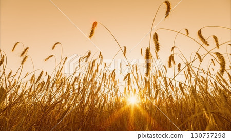 Golden Sunrise Lighting Up a Serene and Flourishing Wheat Field in the Early Morning Hours 130757298