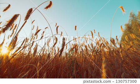 Breathtakingly Beautiful Golden Wheat Fields at Sunset, an inviting sight of natures splendor 130757300