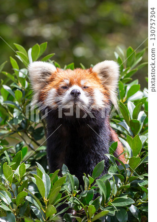 A red panda closing its eyes in comfort 130757304