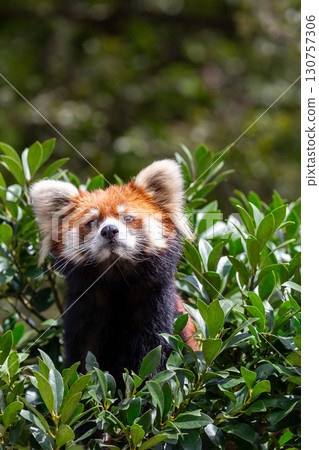 A red panda looking up from the greenery 130757306