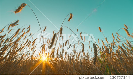 Golden Wheat Field at Sunset A Beautiful and Serene Nature Scene for All to Admire Golden Wheat Field at Sunset A Beautiful and Serene Nature Scene for All to Admire 130757344