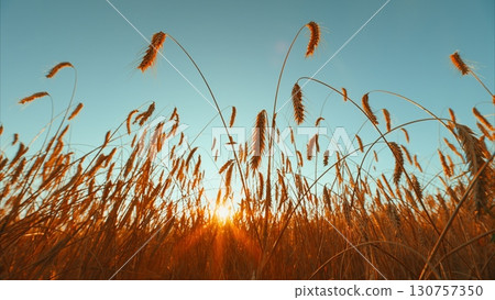 A Beautiful Golden Sunrise Over a Lush Wheat Field Filled with Vibrant Nature and Life A Beautiful Golden Sunrise Over a Lush Wheat Field Filled with Vibrant Nature and Life 130757350